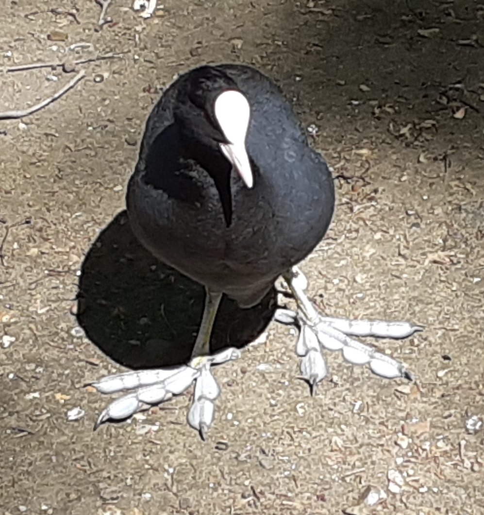 JanFreedman's tweet photo. I dare you to show me better feet on an animal than a coot. #FeetOff https://t.co/hvnGuLtaXU
