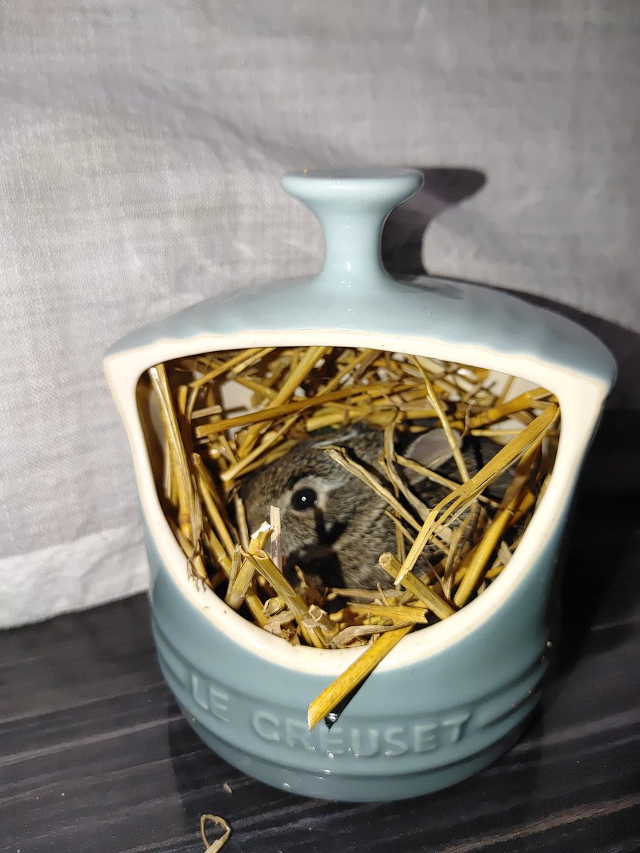 roofandskillet's tweet photo. @crystal_cann @lecreuset this is an unusual but useful vessel for the baby rabbit we rescued. https://t.co/XIQ5T9w7Cs