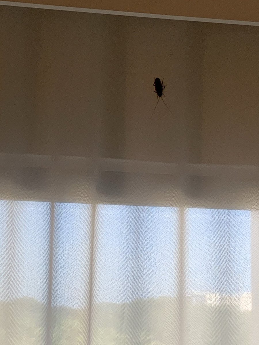 Patty's Secret tweet media