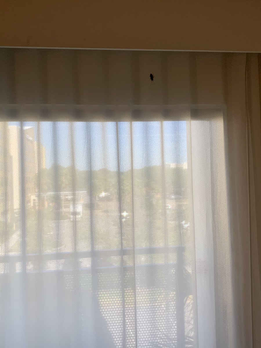 Patty's Secret tweet media