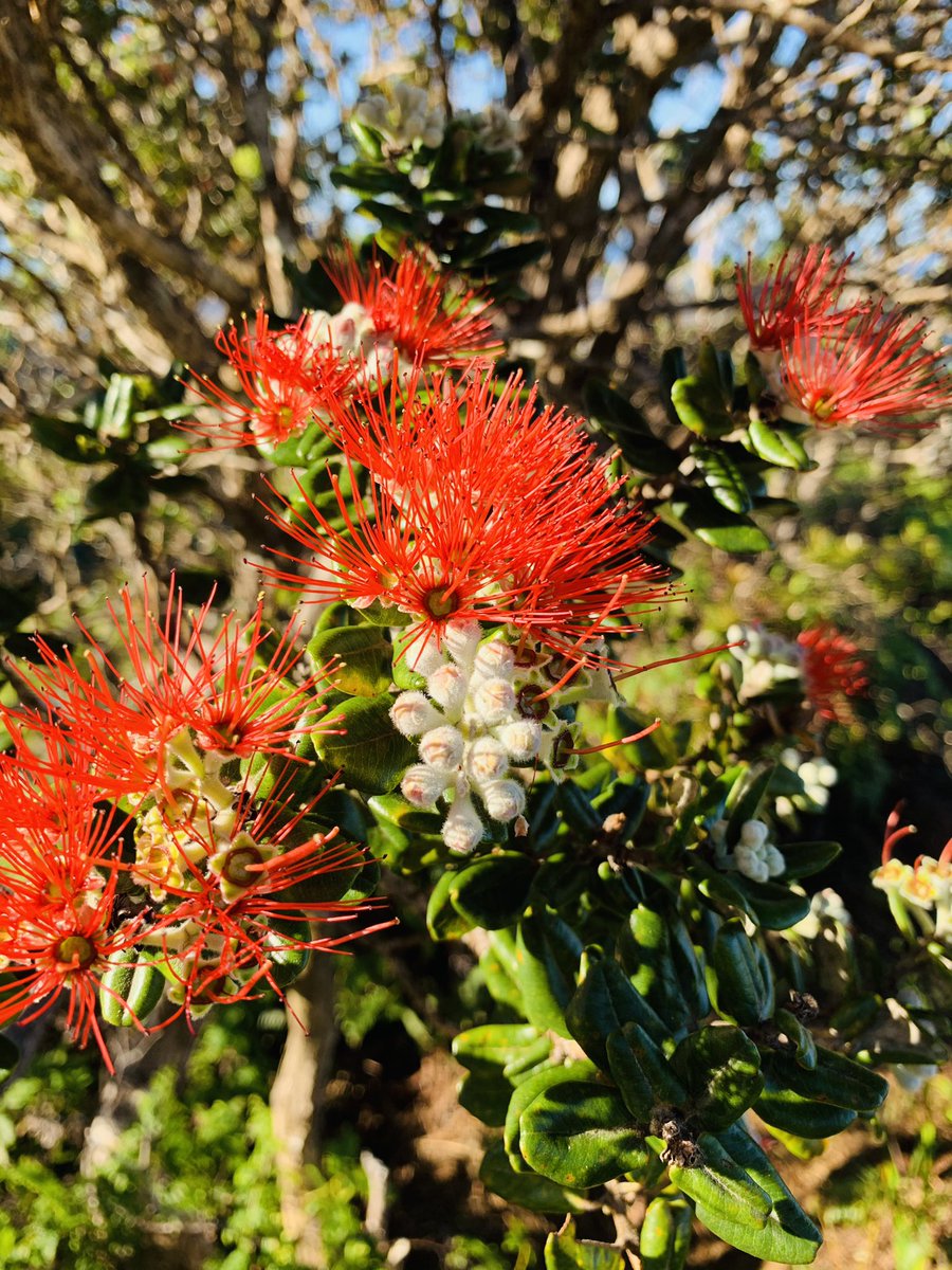 hike_co's tweet photo. Another trail in Hawaii today had some amazing colors today, and yet another view of the Pacific! #hikeCO #hikeHI https://t.co/6tx2bhcXhk
