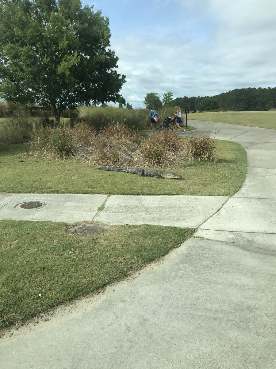 I stopped so a guy could cross the street from range to clubhouse. He had no idea he was standing next this fella while waiting on traffic to go by. Imagine his surprise when I rolled down the window and told him to look back.
