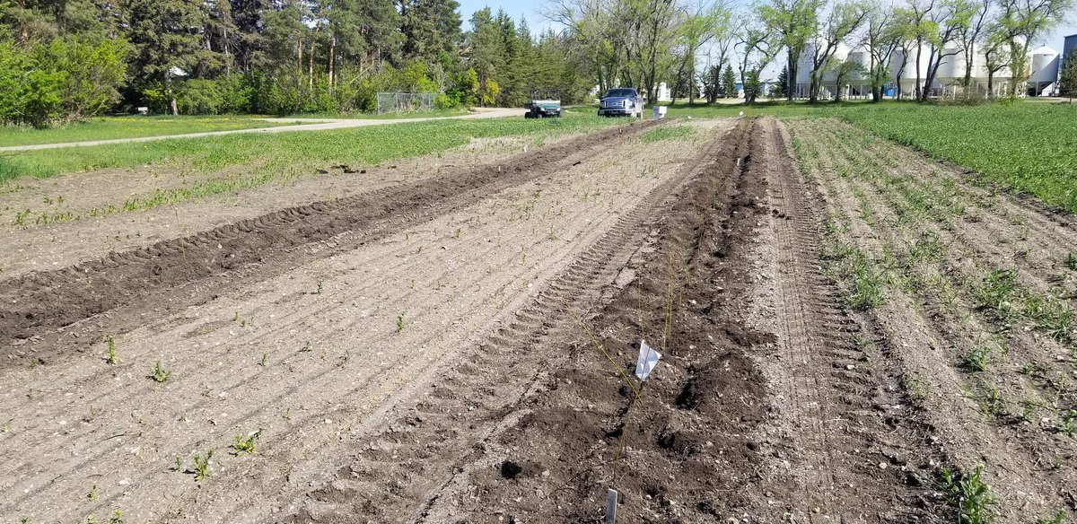 #agcansalix #biomass #willow a new set of stool beds planted at Indian Head. 10 new clones added to the library thanks to John at Sylvis for providing some material.
