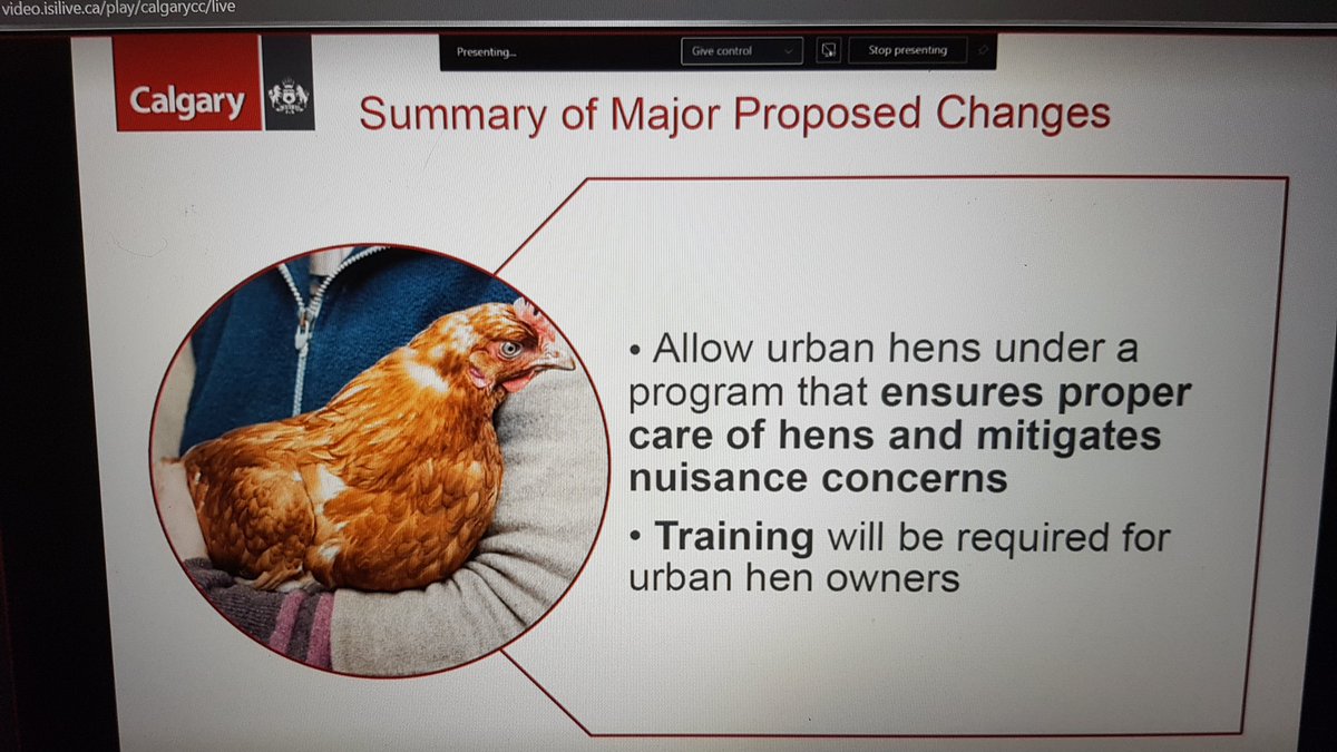 It's underway. Administration is making their presentation now. video.isilive.ca/play/calgarycc… #yyc #yyccc #chickens #hens