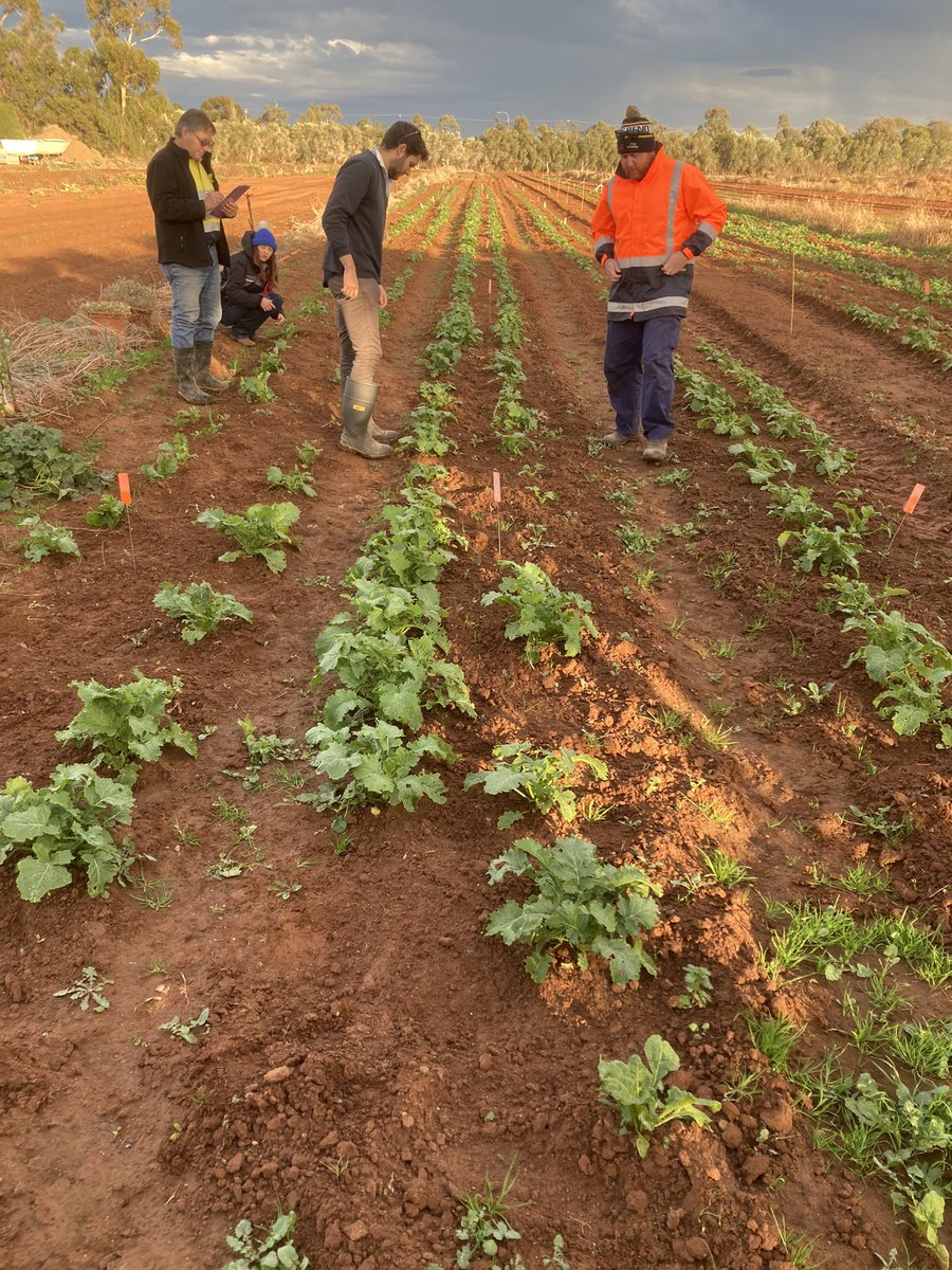 Feed the Need program continuing on. Students are doing aphid counts on the trial site with <a href="/AgXtra/">AgXtra</a> this morning.