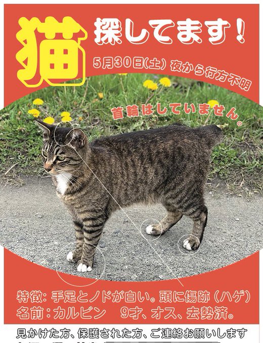 逃亡ネコ 猫が行方不明で帰ってこないので 私たちがやった事 やる事リスト の全記録 Jitozu 字と図 コピーライト文章執筆編集者 デザインユニット