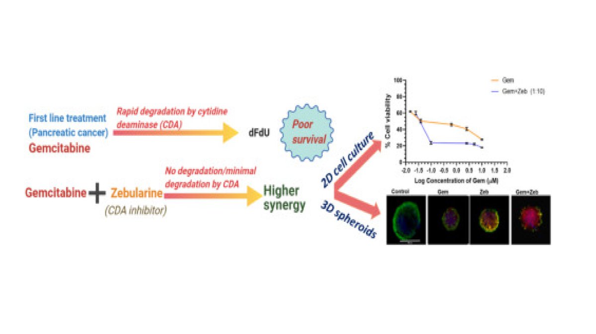 PancreaticCell's tweet photo. Researchers 👩‍🔬👨‍🔬 evaluate the synergistic combination of #gemcitabine and #Zebularine in #pancreatic cancer cells. 

https://t.co/O7zGHDJOhD https://t.co/Z8MP76NIEX