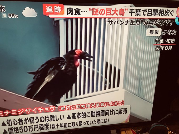 めざまし8 千葉県で絶滅危惧種の ミナミジサイチョウ が多数目撃される びっくりするくらい大きな鳥 まとめダネ めざまし8 千葉県で絶滅危惧種の ミナミジサイチョウ が多数目撃される びっくりするくらい大きな鳥 まとめダネ