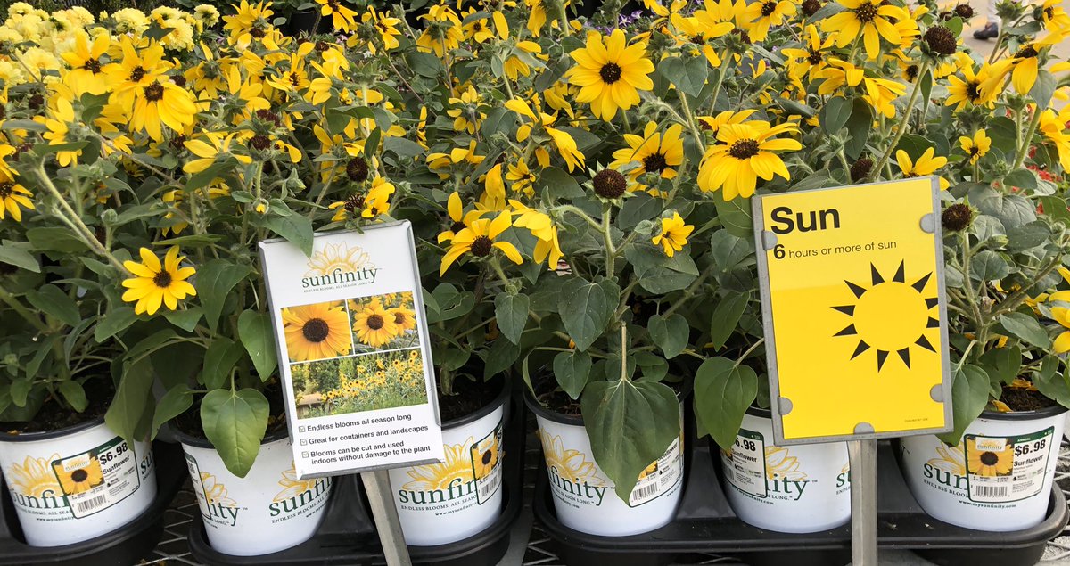 Linda Burkins (@ppslinda) on Twitter photo HD3625 Asheville #ProvenWinner <a href="/Vigoro/">Vincent ヴィセンテ</a> #Annuals #SunFinity @PPSinHD <a href="/Stephen_E_Camp/">Stephen Camp</a> <a href="/DyerEric18/">Eric Dyer</a> <a href="/BobbyBoaenTHD/">Bobby Boaen</a> <a href="/spoonholtz/">Teresa Spoonholtz</a> HD3625 Asheville #ProvenWinner <a href="/Vigoro/">Vincent ヴィセンテ</a> #Annuals #SunFinity @PPSinHD <a href="/Stephen_E_Camp/">Stephen Camp</a> <a href="/DyerEric18/">Eric Dyer</a> <a href="/BobbyBoaenTHD/">Bobby Boaen</a> <a href="/spoonholtz/">Teresa Spoonholtz</a>