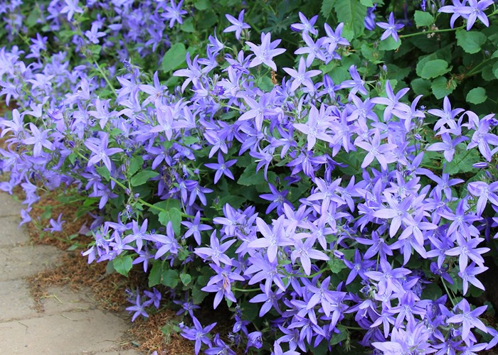 カンパニュラアルペンブルー