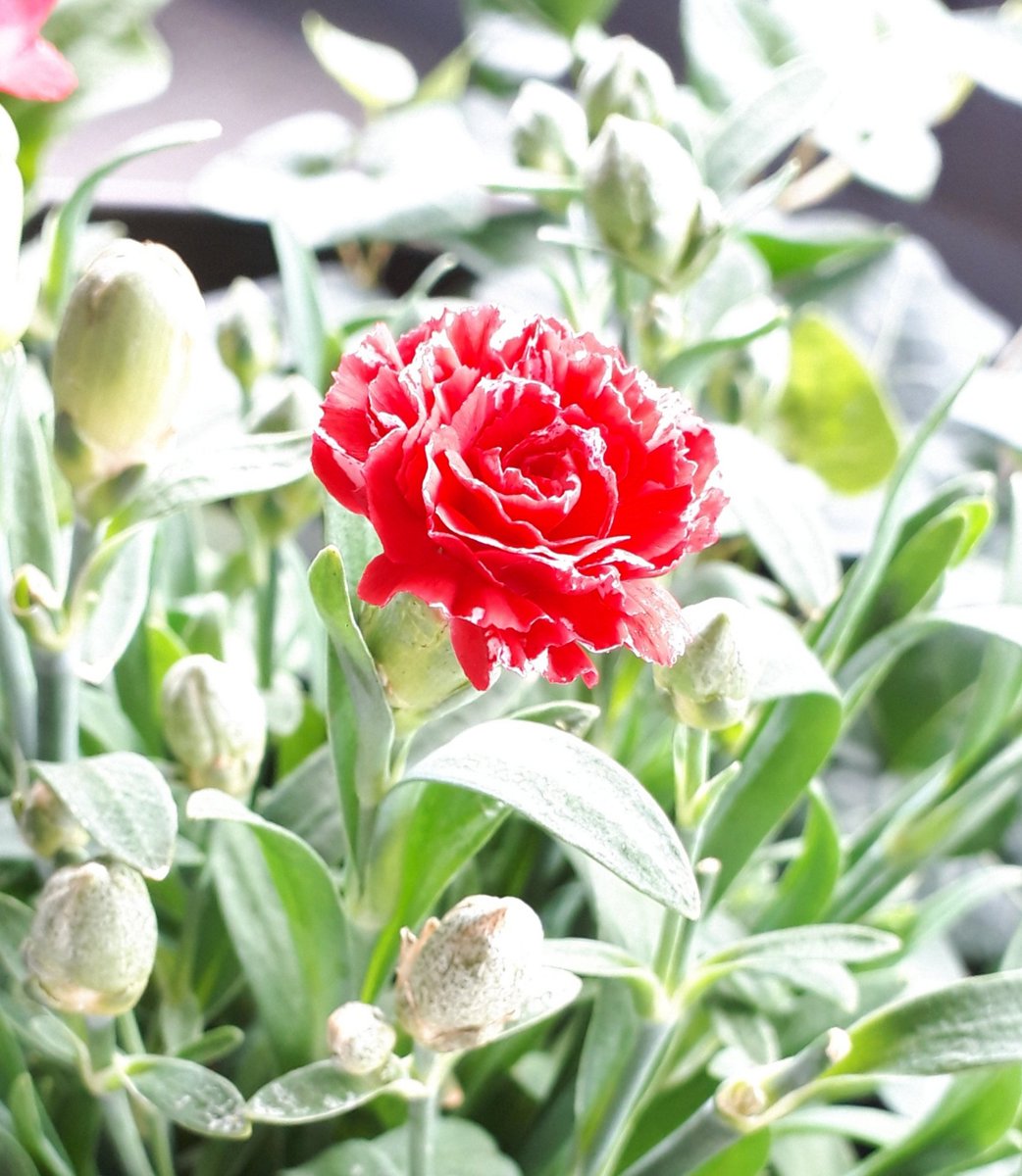 K Add ケイ アド ハンドメイド レジン作家 母の日以来ベランダにいるカーネーションさん プリティいちご ドライフラワーにしてレジンの材料に と思っていたけど もったいなくてまだ摘めません D ドライフラワー用シリカゲル 自家製ドライ