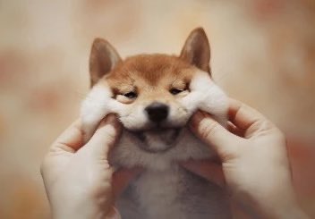 Sir Doge of the Coin ⚔️