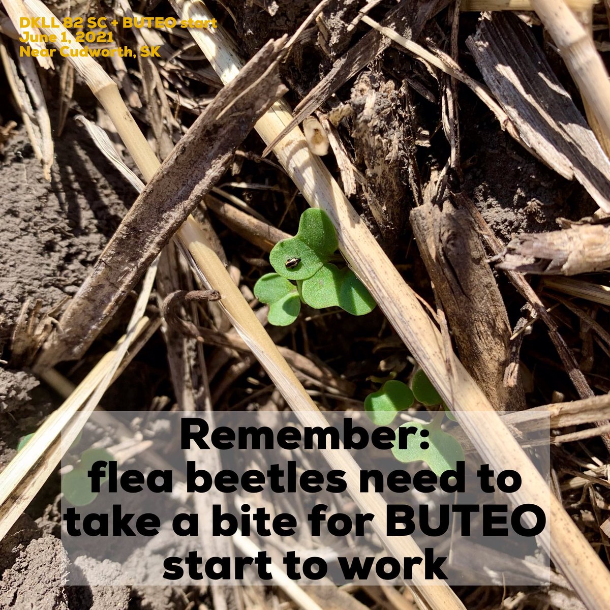 We’re back for the season and busy scouting for flea beetles! 🔎🌱

Here's a good reminder when scouting your #BUTEOstartAdvantage treated DEKALB canola: