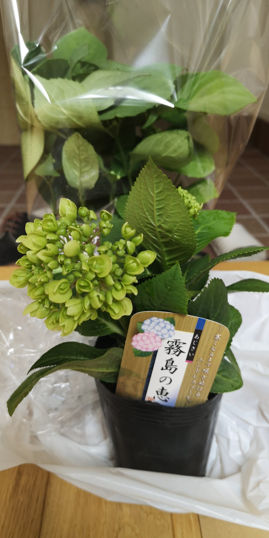 醒醒on Twitter 紫陽花的苗送到了 左边据说有四季开花性 可以一直开到秋天 右边是紫陽花的亲戚 据说是常绿的 我来养养看 T Co Weyasfmor3 Twitter