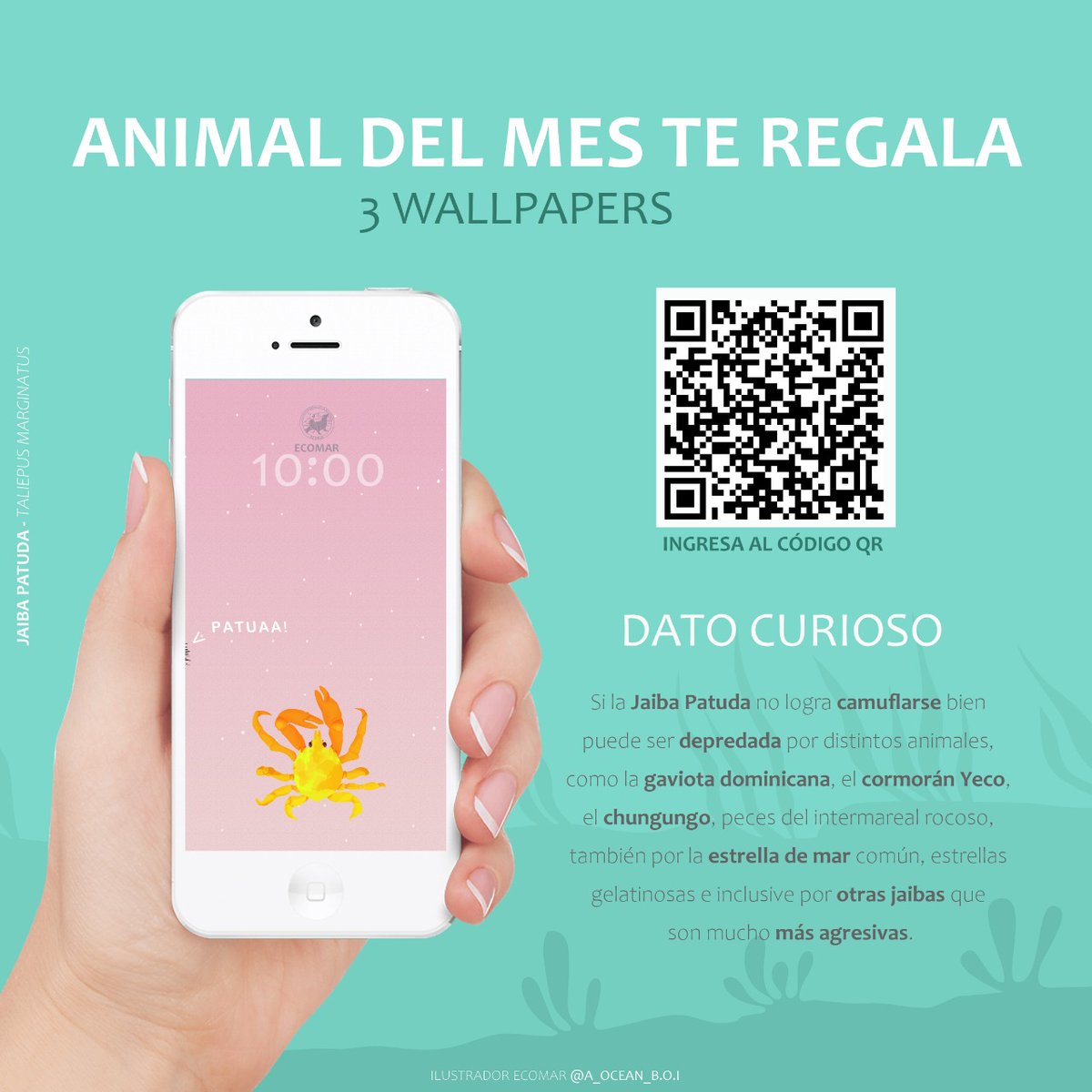 OrgEcomar's tweet image. ✅ Si la Jaiba Patuda no logra camuflarse bien puede ser depredado por distintos animales, como la gaviota dominicana, el cormorán Yeco, el chungungo, también por la estrella de mar común e inclusive por otras jaibas que son mucho más agresivas.
LINK:
drive.google.com/drive/folders/…