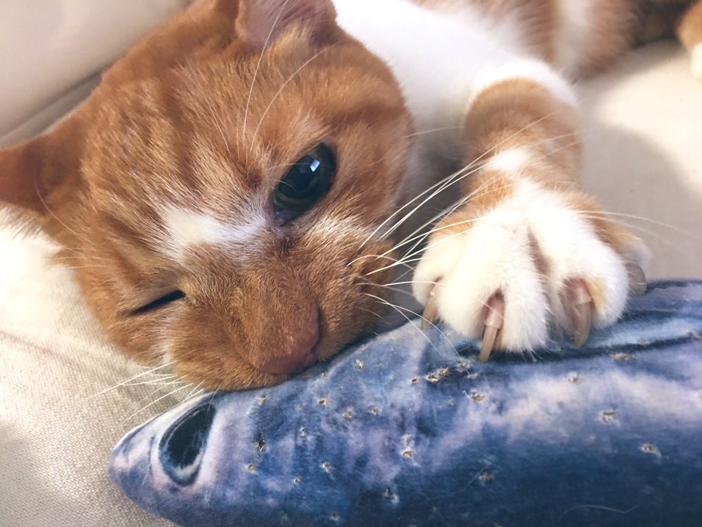 ゆねこ🐱 (@yuneko_nibocat) / Posts / X