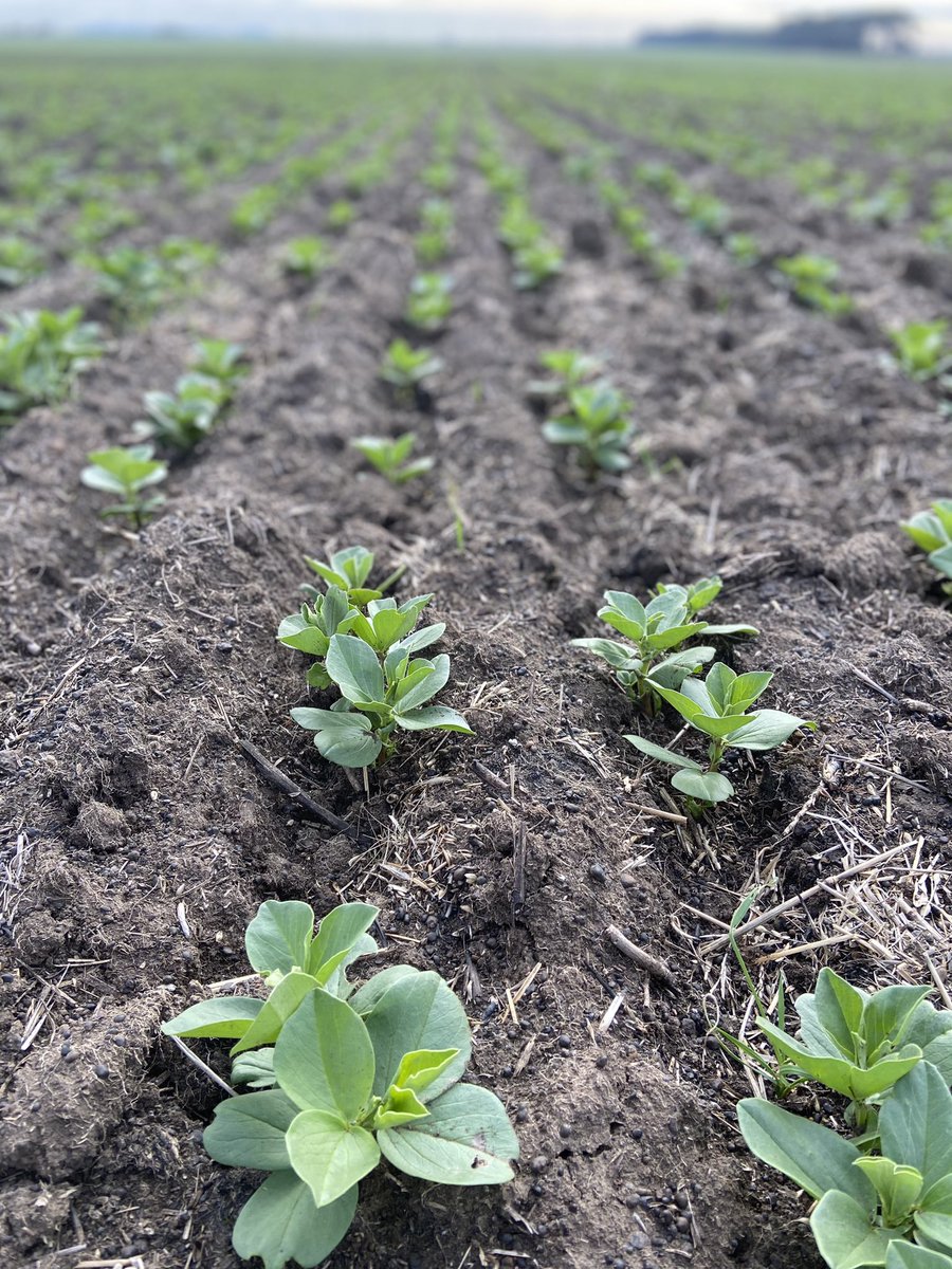 Anna Hose tweet media