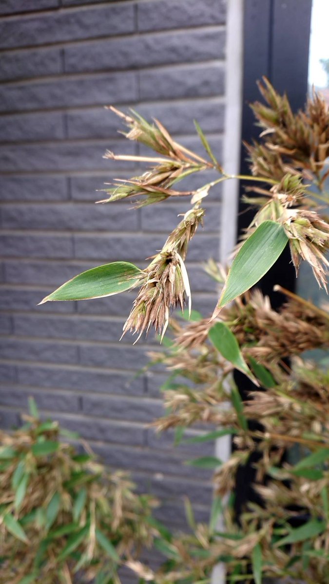 竹の花 竹の花
