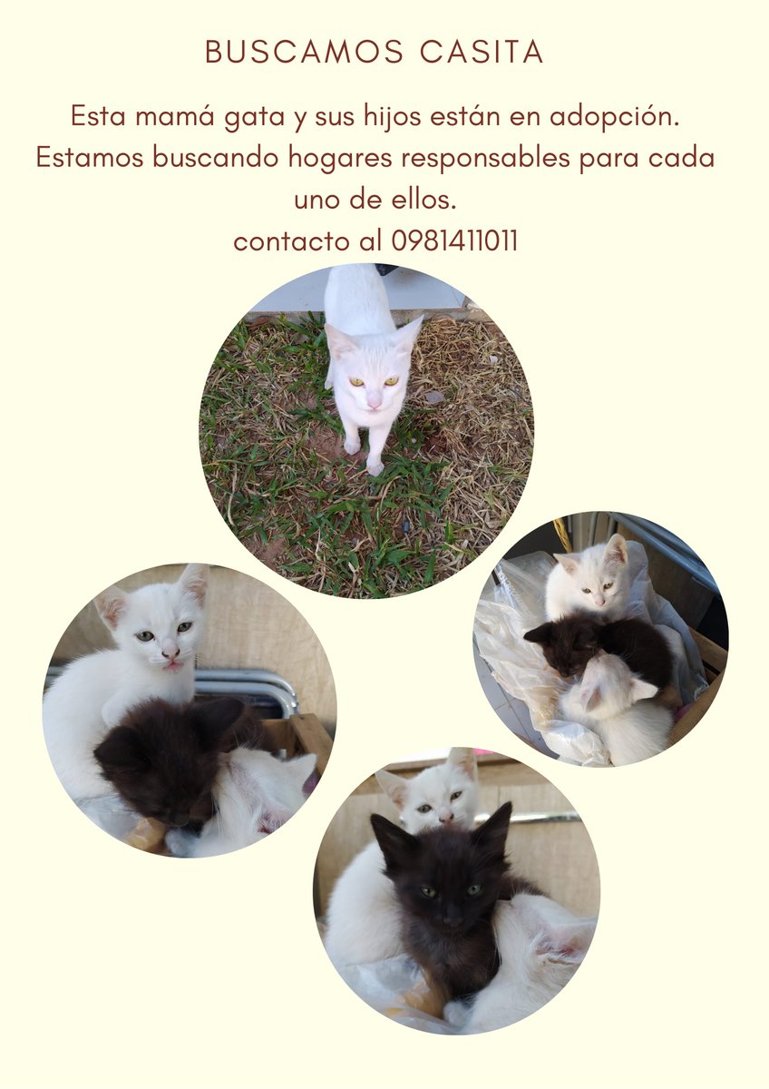 prettypanambi's tweet photo. Urgente difundir!!!!
Buscamos casitas para estos bebés!!!
Interesados contactar al 0981411011
Se agradece RT https://t.co/npCOIbNNnK