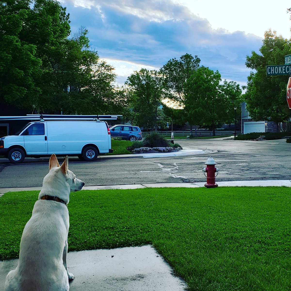 jqsmooth's tweet image. Fletch is always on the lookout. #jindodog #Colorado