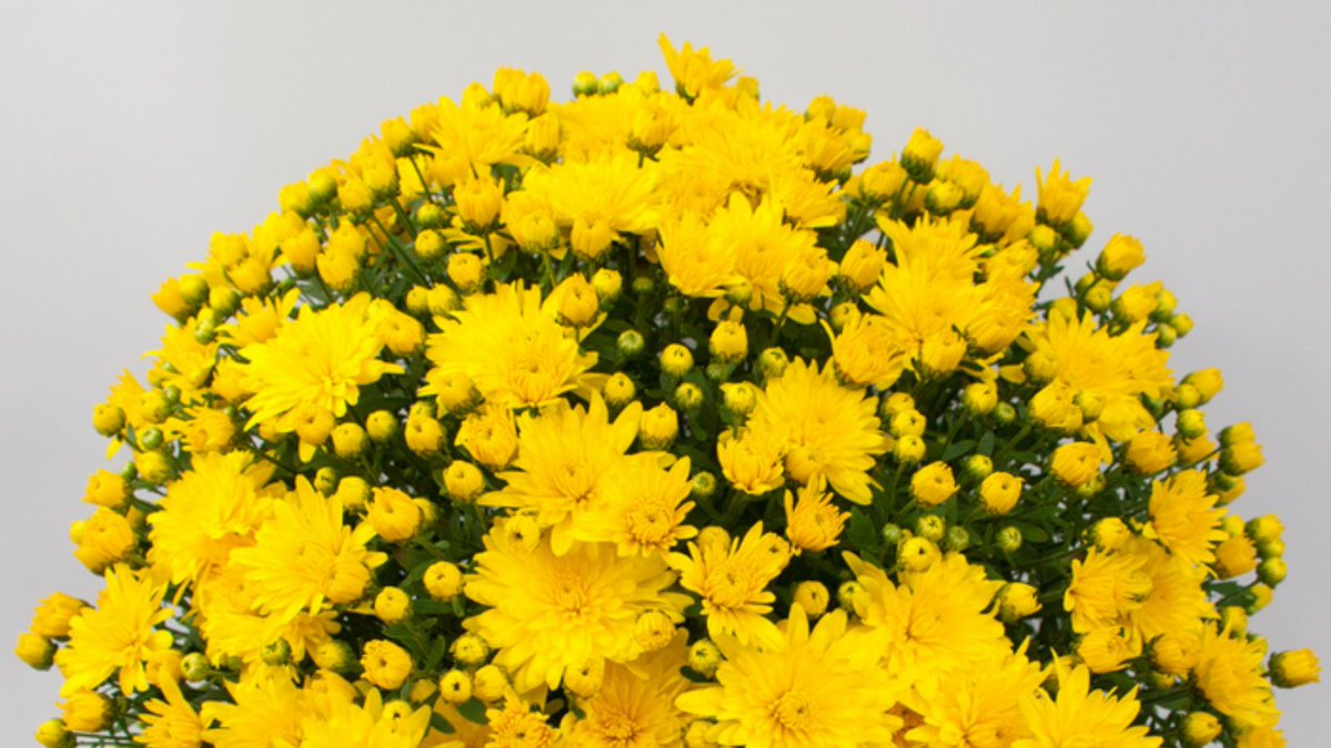 Don’t say goodbye to summer too soon. Extend the season of colour in your garden by growing these Chrysanthemum Bran Series Brancrown Plants. Ready-to-plant now, they will flower from late summer to autumn, creating dazzling displays in your containers in sunny shades of yellow.