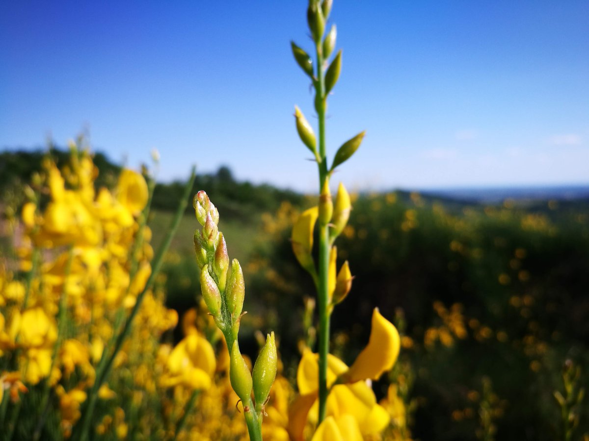 [PIANORO DEL MOTTOLONE E LA FIORITURA DELLE GINESTRE] Fiore
Un posto bellissimo, un punto panoramico che domina i Colli Euganei, in questo periodo reso ancora più unico dal colore e dal profumo delle ginestre in fiore Cuore giallo
#collieuganei #Veneto #ideeweekend #2giugno2021