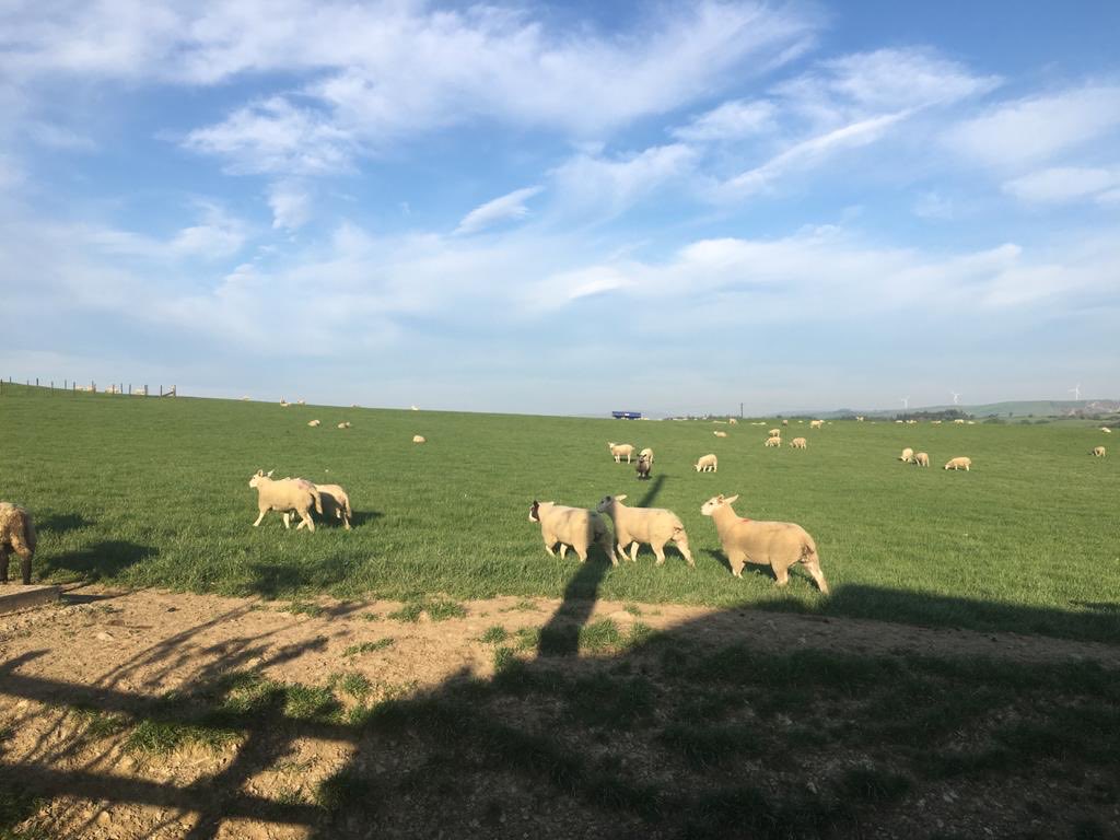 The most perfect job! 

Early morning appointments, with a cuppa talking lamb performance..

#Blastoff ⁦<a href="/mayo_animal/">Mayo Animal Healthcare</a>⁩