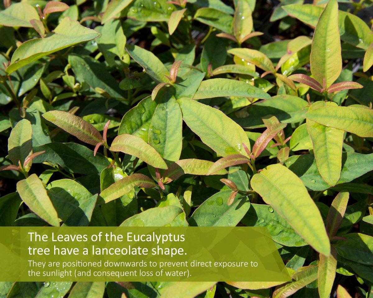 Ever heard of eucalyptus? 

The lanky looking tree is best known for its ability to treat a variety of common diseases and conditions. 

Eucalyptus is also ideal raw material for pulp and paper manufacturing. 

Find more fun facts on eucalyptus here!

#eucalyptus #eucalyptustree