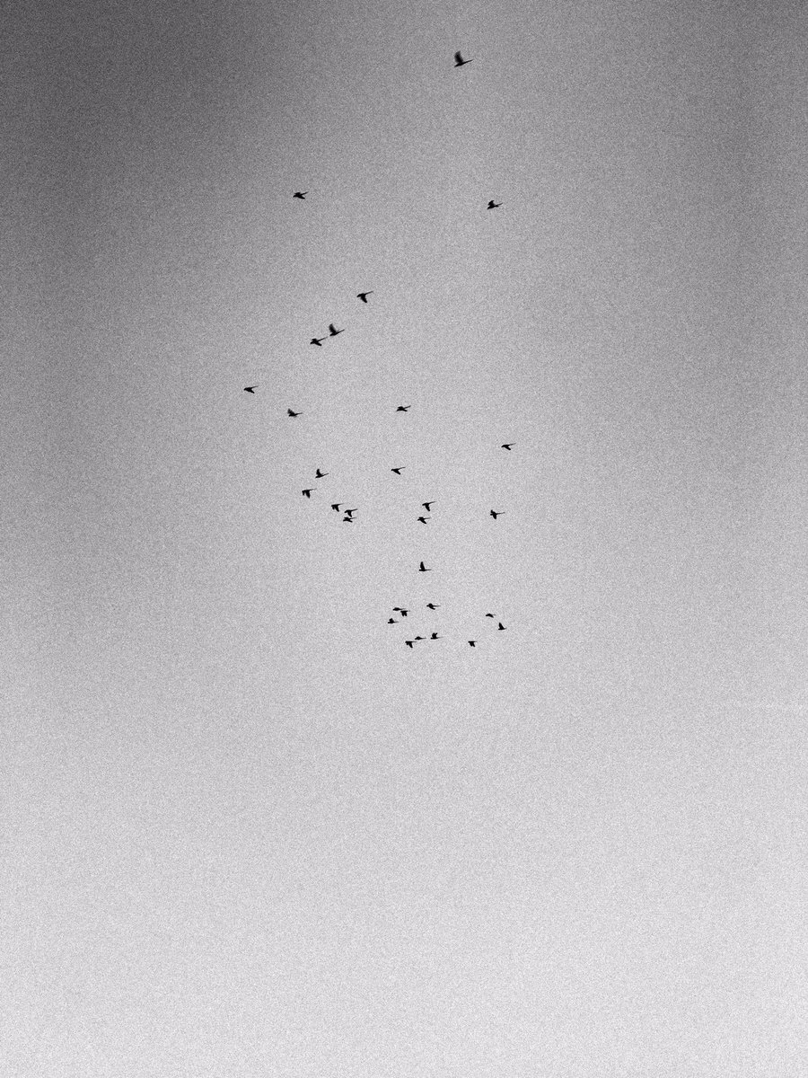 I wish I was a bird
.
#shotoniphone #bnw #monochrome #monochromeindia #bnwphotography #everydayindia