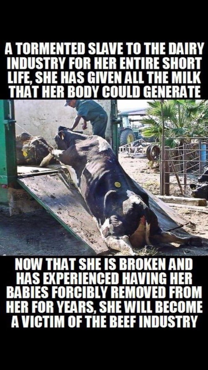 Gail7175's tweet photo. Isn’t it shocking how #Dairy fharmers treat mothers 💔#WorldMilkDay  #cowtruth #TruthAboutDairy https://t.co/NiApXRNiw4