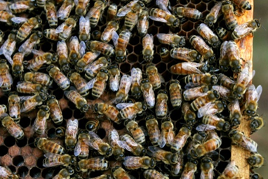 lit_gca's tweet photo. Le #festivalLIT continue ! Découvrez en 3 minutes les premiers résultats du projet "Santé Plante-Abeille" qui développe des agents naturels de #biocontrôle qui protègent les #abeilles ➡️https://t.co/3fk9OO9MJ8. @i_site_clermont @UCAuvergne @UMR_PIAF https://t.co/O1bW9XfFhc