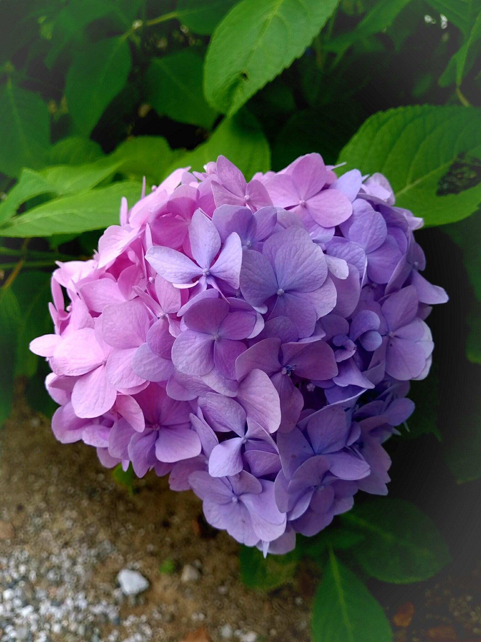 ひまわり A Twitter 半分ピンク 半分紫な紫陽花 ピンク むらさき 紫色 紫 あじさい アジサイ 紫陽花 T Co Bfuimq3mvu Twitter