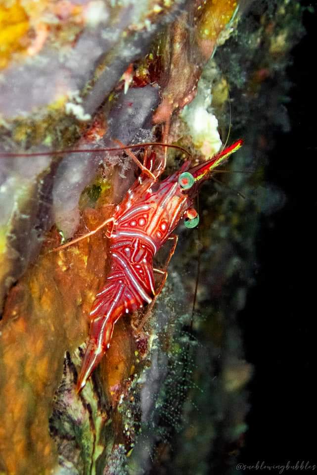 Durban Dancer Shrimp

📍 Twins Pinnacle, Koh Tao

📸 Olympus TG 5

#scubadiving #nightdiving #nightphotography #uwphotography #underwaterphotography #underwaterworld #durbandancershrimp #oceanphotography #oceanoffice #oceanexplorer #kohtao #thailand