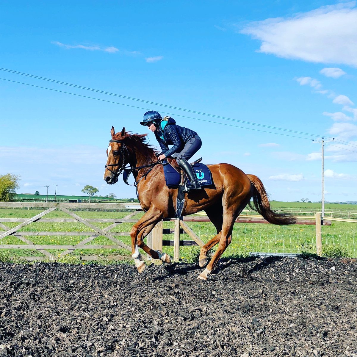 Stoneleighracin's tweet photo. We can’t wait for Wynford to make his debut tonight at Ripon for the club!!! There’s still chance to be involved before the race just visit our website. #jointheclub #ripon #debutrun #debut #wynford #horserace #racehorse #horseracing #racehorsesofinstagram #racingclub https://t.co/cPnjVKn6mS