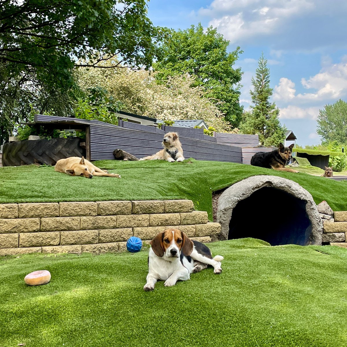 Dogs4Rescue's tweet image. Imagine waking up to rescue dogs all chilling like this 🙂🙂 This is kennel-free living at our pioneering rescue in Manchester where the dogs live together, not separated &amp;amp; lonely in kennels. Please give us a RT to help build our Twitter following 🙏 
#dogsoftwitter #reacuedogs