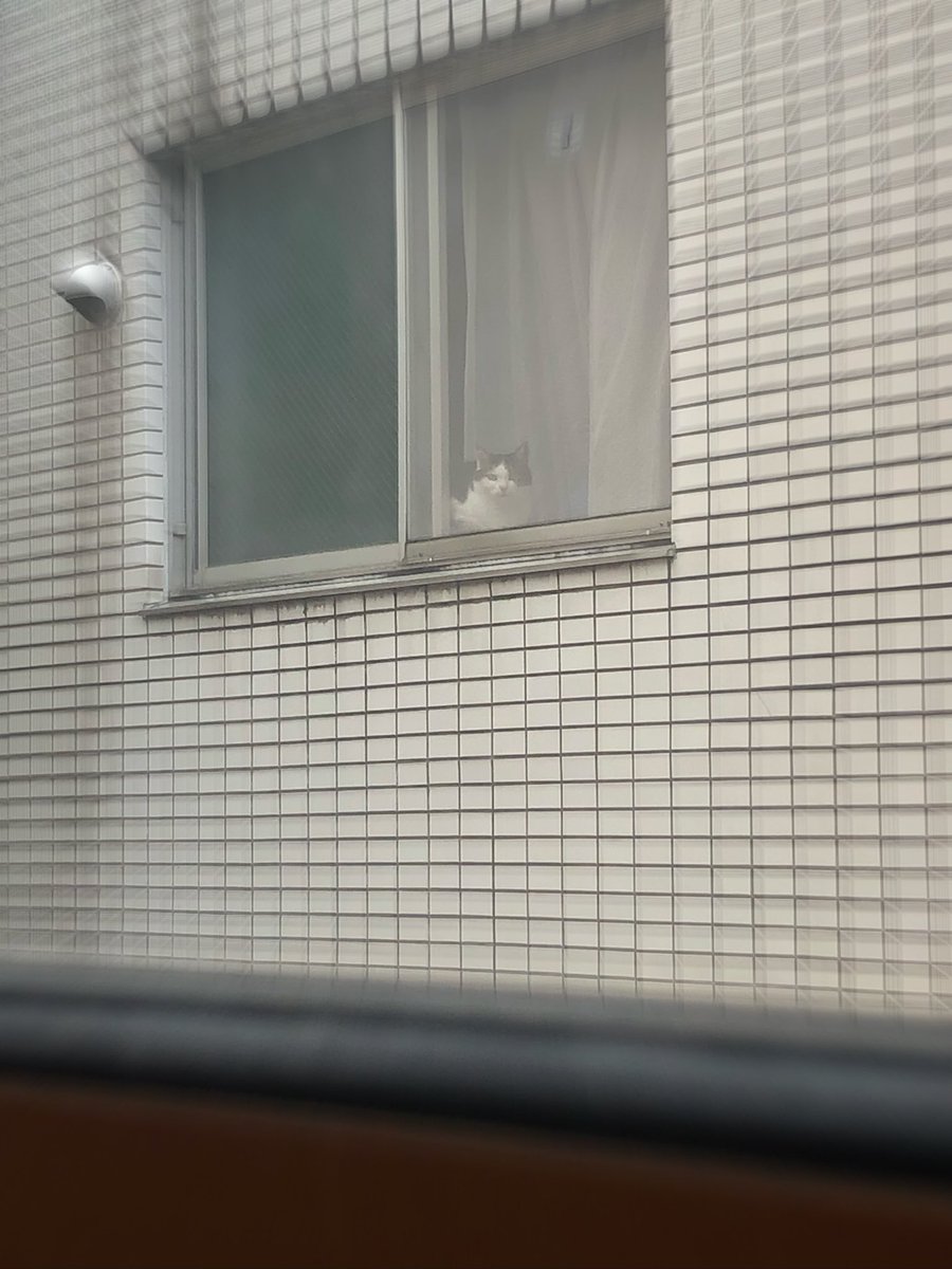 keiko9201's tweet photo. カーテン開けてあつ森してたら睨まれた。
サボってないよ！会社がお休みになったから！ https://t.co/TKArF1XqFp