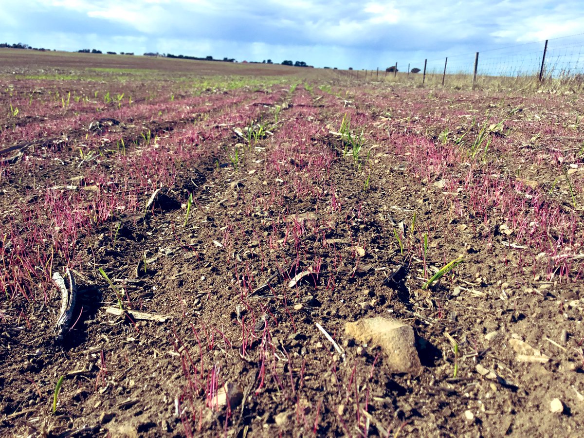 GrowersSupplies's tweet photo. It’s been a horrid dry start in SA but Overwatch still doing a job on Ryegrass. https://t.co/jhsp1TBpGl