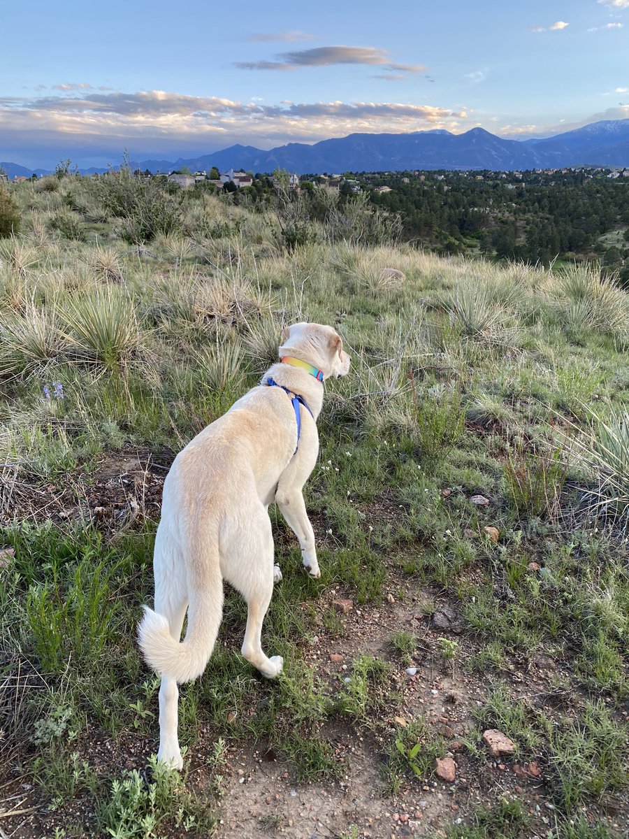 The view of our evening walks.  #lovecolorado #chroniclesofcole #rescuedoggo