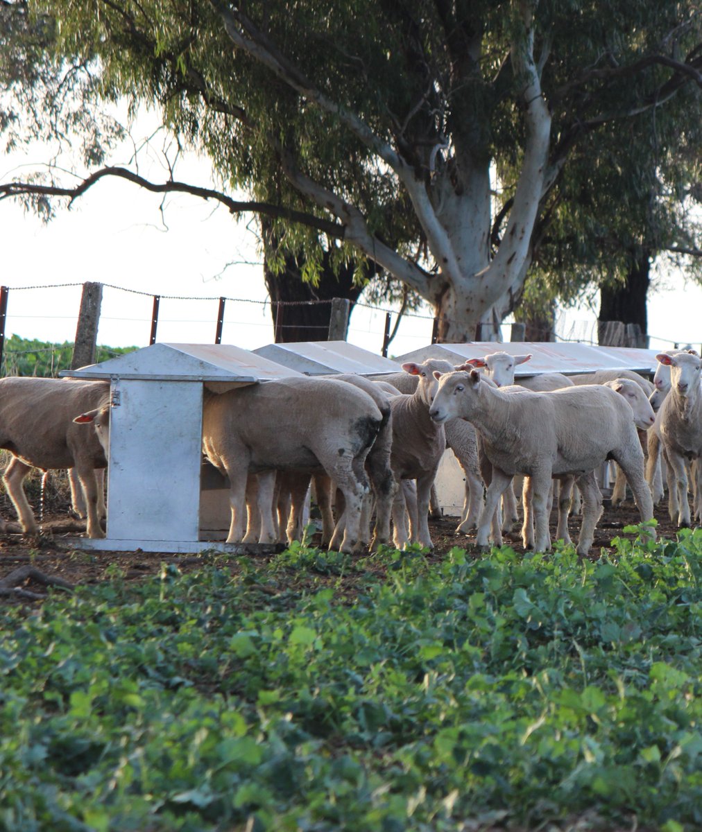 MSM Stockfeeds is undertaking extensive research &amp; trials to determine how incorporating our specialty supplementary sheep lick can maximise returns for dual purpose canola &amp; sheep farmers. tinyurl.com/licktrials Meet the farmers in coming days. Results as they come in. #ausag