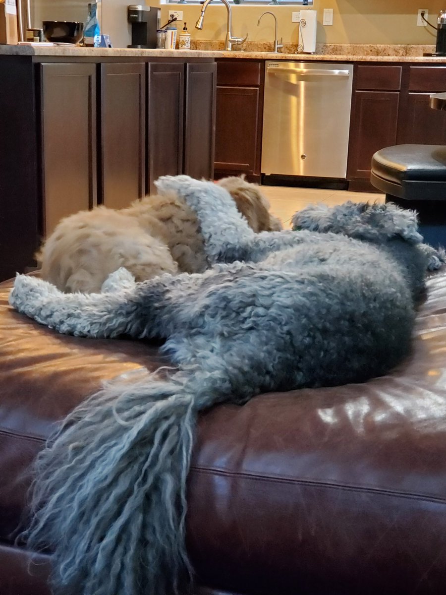 Vee_Burkett's tweet photo. @lmauricecpr Puppy love! https://t.co/2GcAuwKg5B