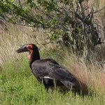 無責任な飼育はダメです!千葉の住宅街で絶滅危惧種ミナミジサイチョウが相次いで目撃されている!