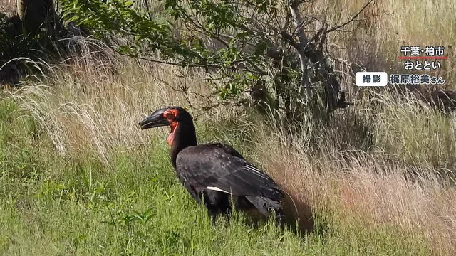 無責任な飼育はダメです！！千葉の住宅街で絶滅危惧種ミナミジサイチョウが相次いで目撃されている！