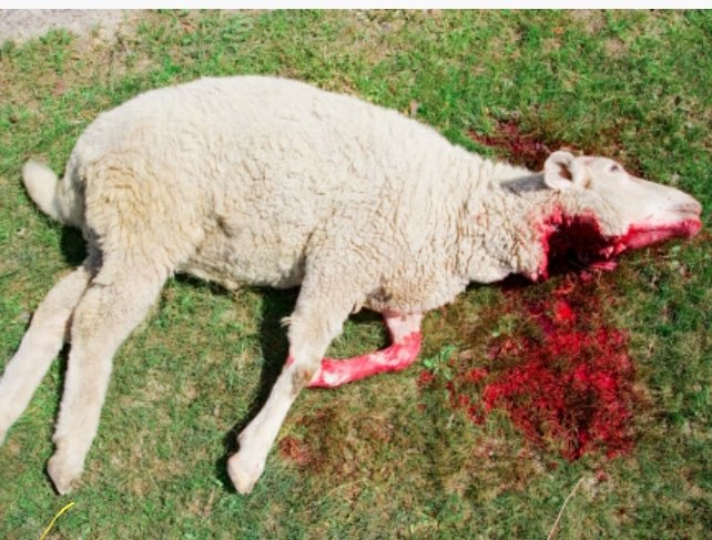 This is islam <a href="/diyanetbasin/">T.C. Diyanet İşleri Başkanlığı</a> <a href="/diyanet_de/">Präsidium für Religionsangelegenheiten</a>. I feel ashamed saying that I am from that middle east country. You make money with that.