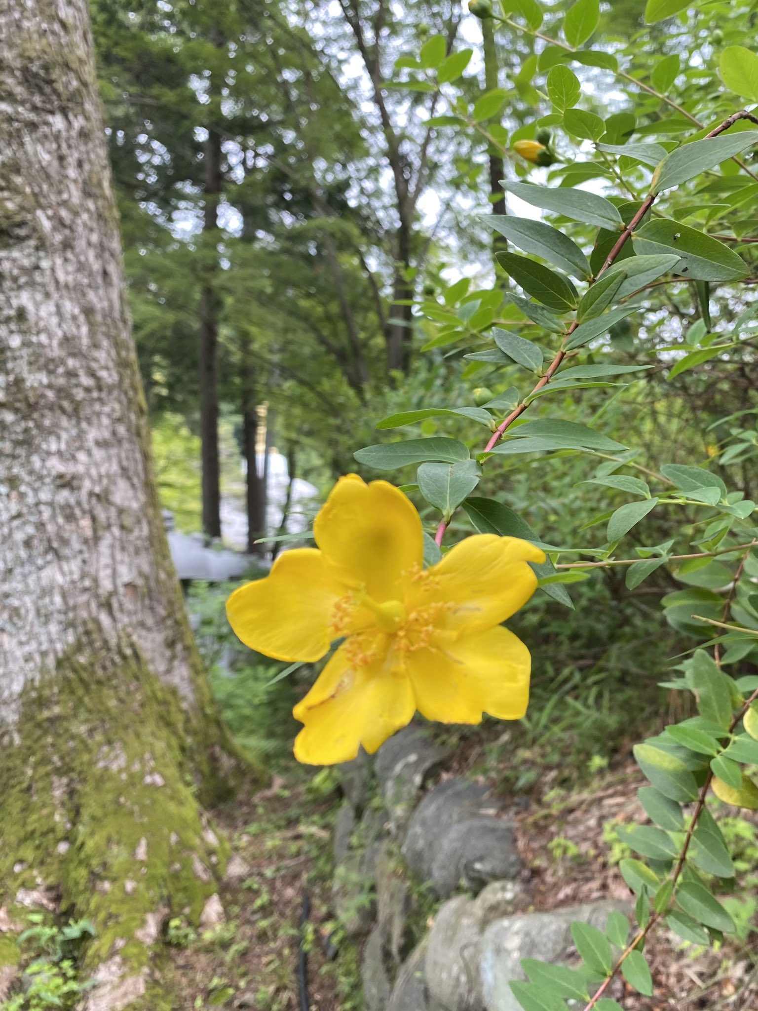 久安寺 久安寺です 境内の花々 君が代蘭 金糸梅 蕺 山萩 おてんき続きですね アジサイ見頃はまだです 6月6日の真言禅の会はコロナの為 中止です 残念です ご注意ください 8日14時 15時 写経の会 10日14時 15時半 写仏の会 久安寺 池田