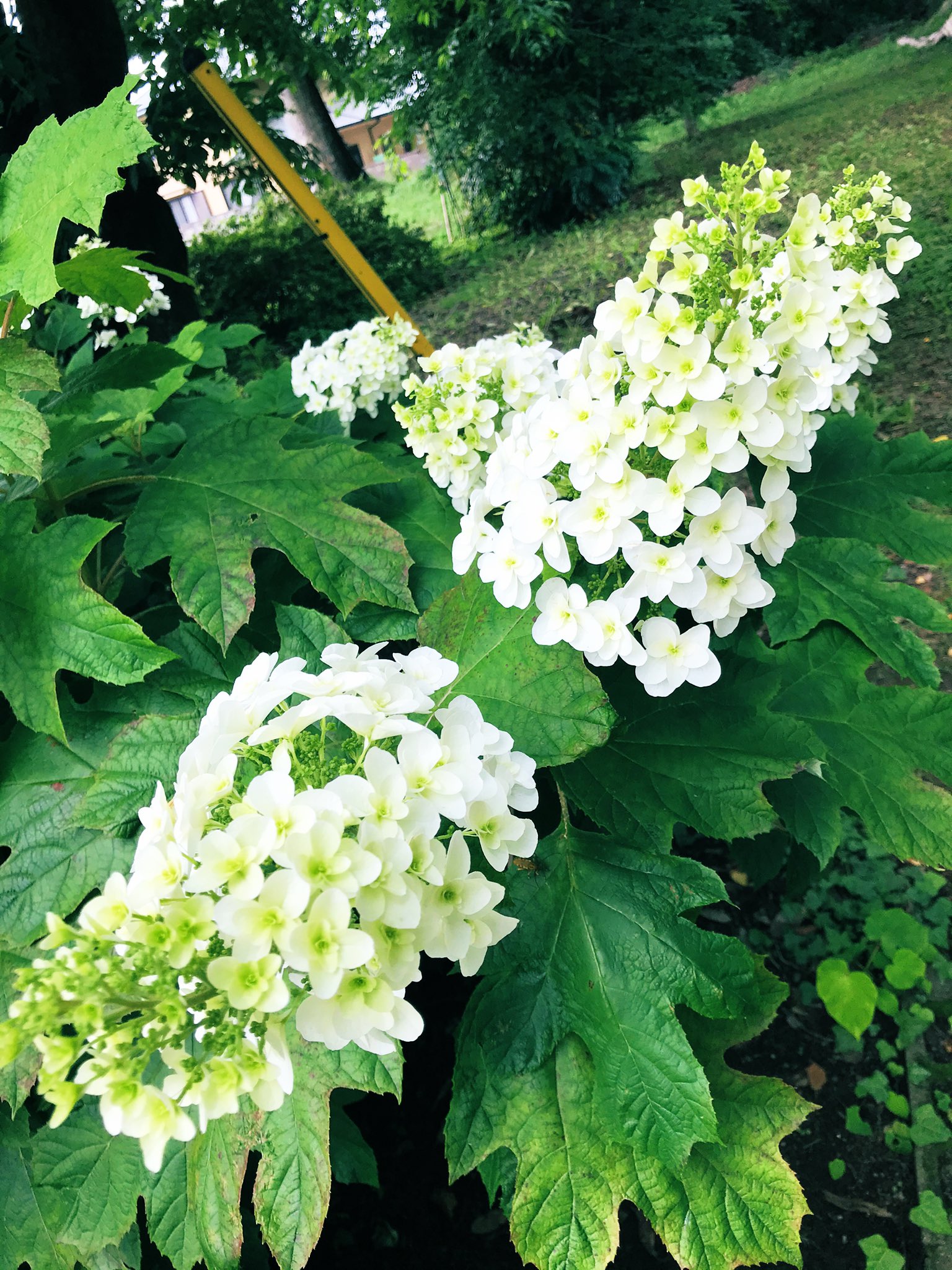 大宝八幡宮 関東も今週梅雨入りするとか 境内の紫陽花が少しずつですが咲き始めたので 小物を使ってちょっと飾り付けをしてみました 全体的に見ると咲いている株はまだ一部で これから雨が増えてたくさん咲くと良いなと思います 神社 御朱印