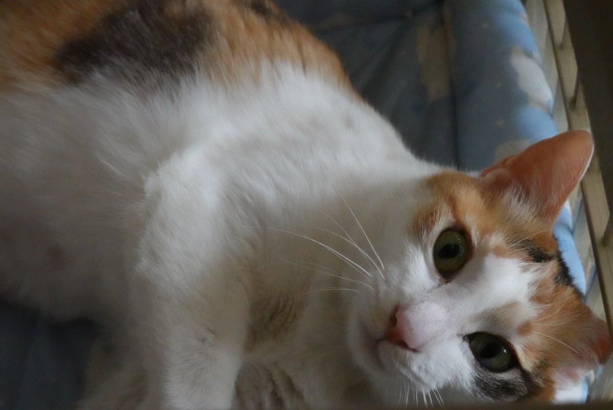 猫嫌い 猫嫌い