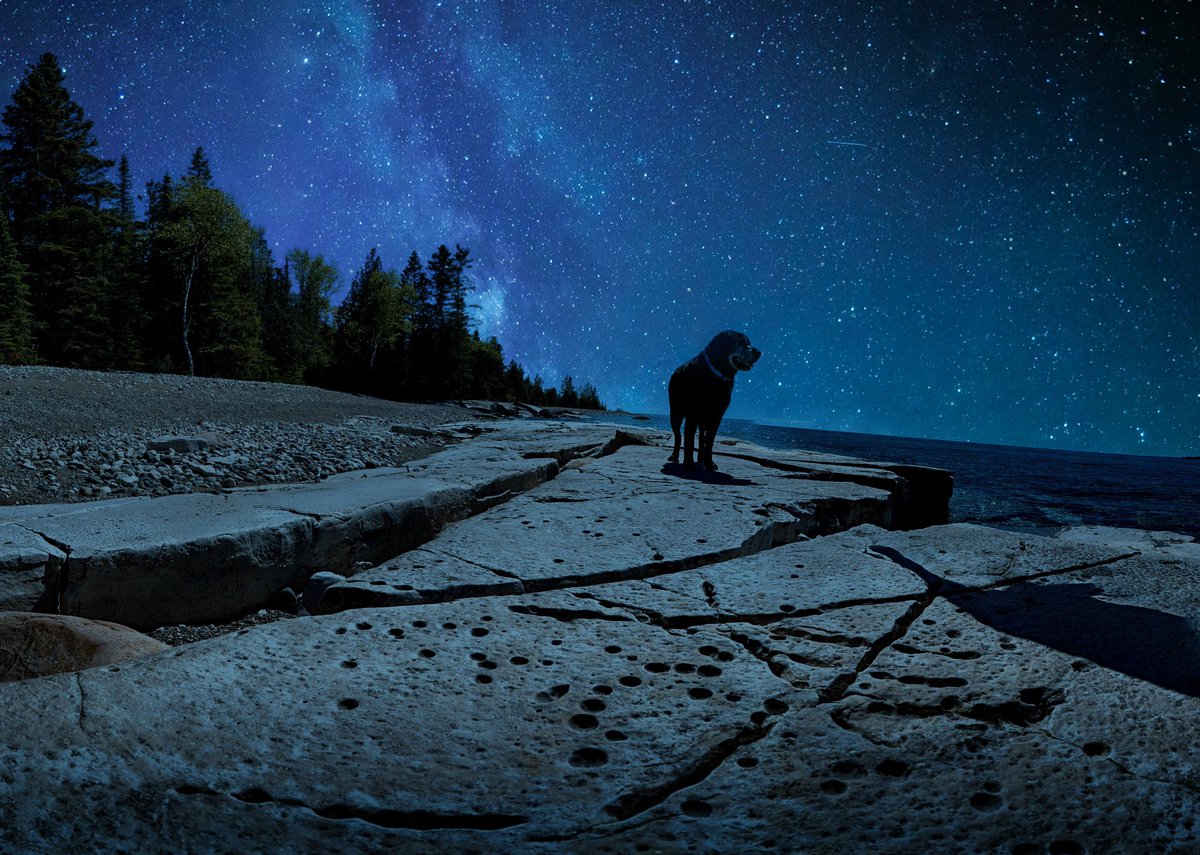 A dog, a night, and the cosmos #PhotoshopCamera #cosmos_lens #manitoulinisland #manitoulinlife  #ontario #canada