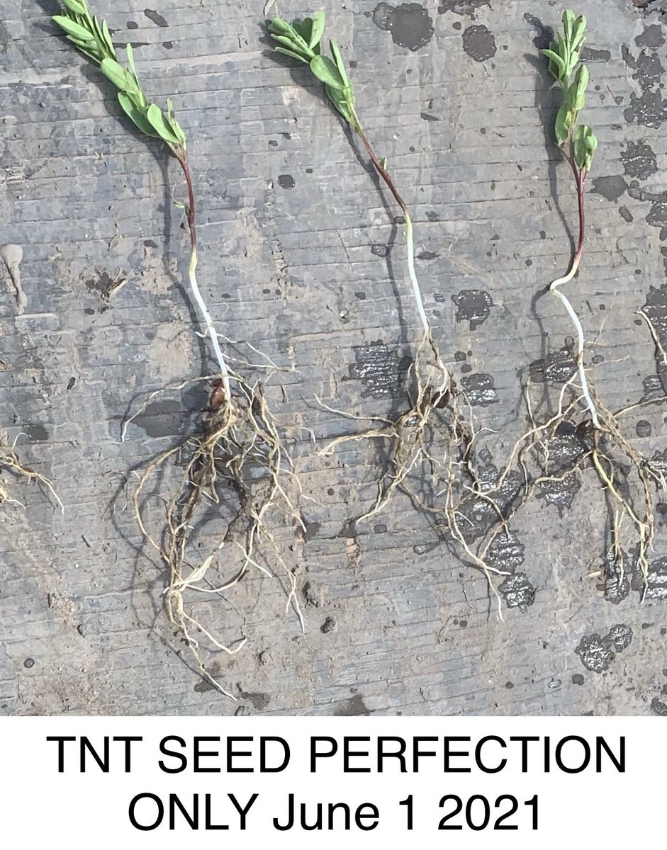 Trinitybiochem's tweet photo. Southern Alberta #lentils looking Awesome! #TNTseedperfection #TrinityBiochem #plant21 https://t.co/3ggqPlgWcq