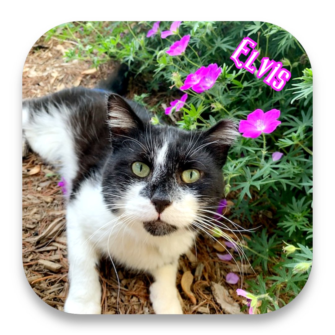 Meet Elvis! This handsome lil man is smart &amp; sweet. He's LOVING training 4 his movie debut &amp; would love 2 go 2 a 4ever home where he can b borrowed by us again! Check him out with Purrfect Friends Cat Rescue in Cincinnati! #ReelRescues #ShelterToStar <a href="/PurrfectFriends/">PurrfectFriendsCincy</a> <a href="/ReelRescues/">Reel Rescues</a>