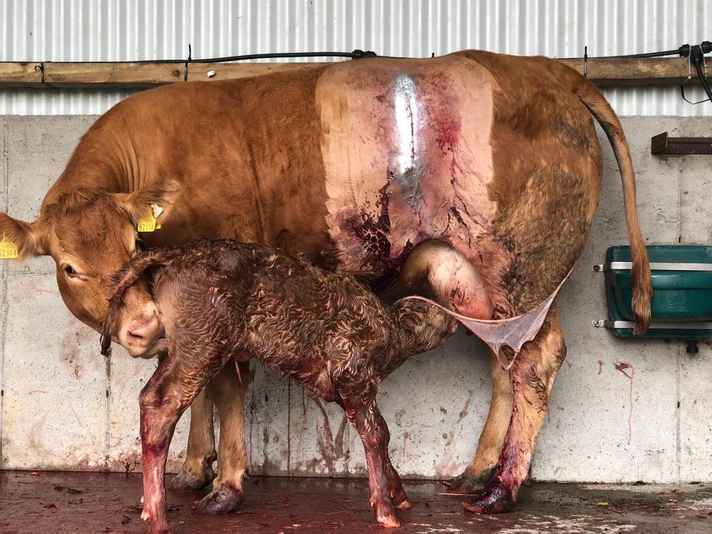 cppac's tweet image. Big jss bull calf out of Elgin heifer @irishlimousin .